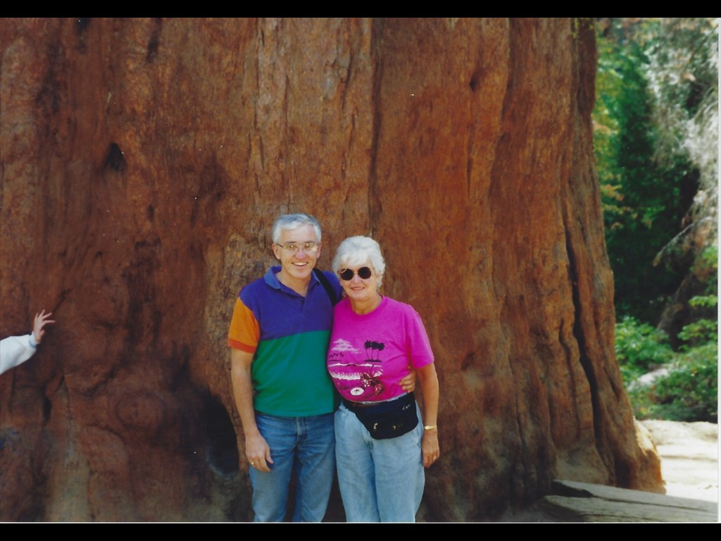 Giant Sequoia