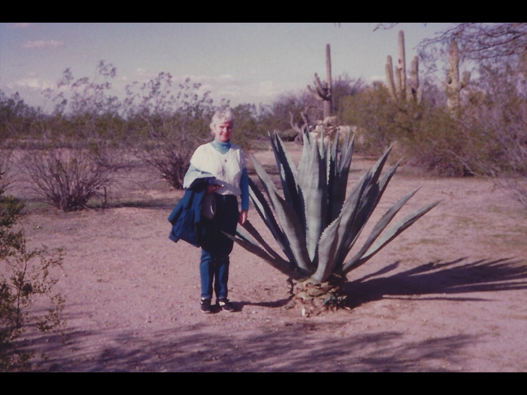 Honeymoon Bobbi Cactus